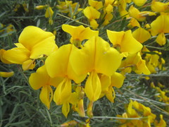 Lebeckia