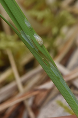 Carex pluriflora