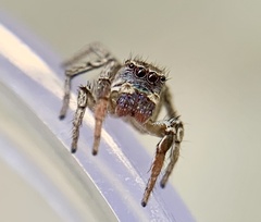 Habronattus texanus