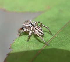 Habronattus texanus