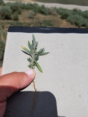 Xanthisma grindelioides