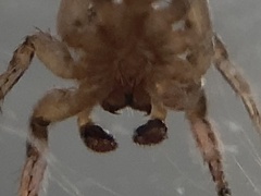 Habronattus texanus