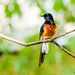 White-rumped Shama - Photo (c) Rejoice Gassah, some rights reserved (CC BY-NC), uploaded by Rejoice Gassah
