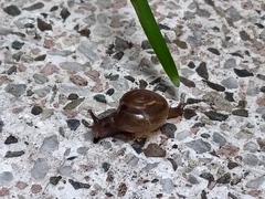 Macrochlamys hippocastaneum