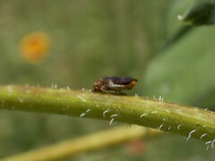 Homalodisca vitripennis