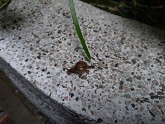 Macrochlamys hippocastaneum