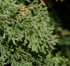 Hymenophyllum australe
