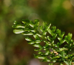 Hymenophyllum australe