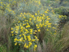 Lebeckia