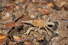 Engaeus hemicirratulus