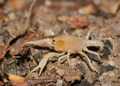Engaeus hemicirratulus