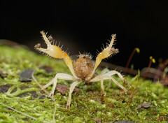 Engaeus hemicirratulus