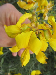 Lebeckia