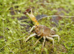 Engaeus hemicirratulus