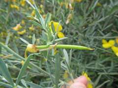 Lebeckia