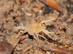 Engaeus hemicirratulus