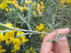 Lebeckia