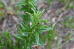 Gentiana parryi