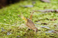 Engaeus hemicirratulus