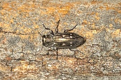 Chrysobothris rossi