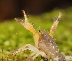 Engaeus hemicirratulus