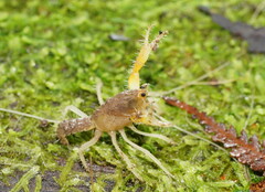 Engaeus hemicirratulus