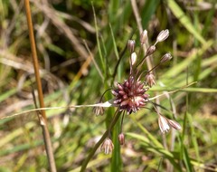Allium oleraceum