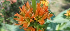 Gentiana lutea aurantiaca