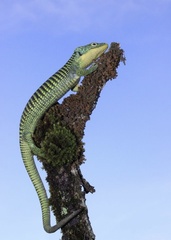 Abronia graminea