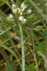 Cochlearia groenlandica