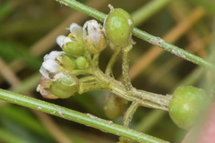 Cochlearia groenlandica