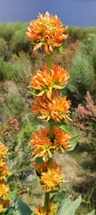 Gentiana lutea aurantiaca