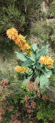 Gentiana lutea aurantiaca