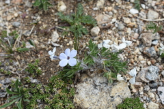 Phlox condensata