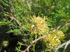 Serruria gremialis