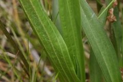 Plantago macrocarpa