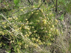 Serruria gremialis