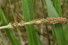 Plantago macrocarpa