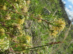 Serruria gremialis