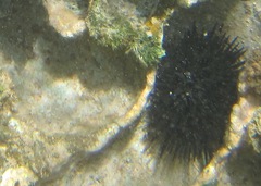 Echinothrix diadema