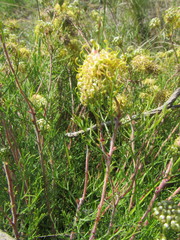 Serruria gremialis