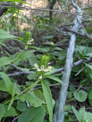 Tetramerium nervosum