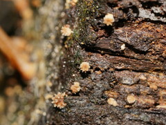 Psathyrella echinata