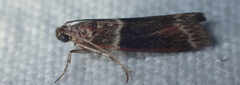 Cryptoblabes bistriga