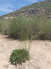 Limonium cossonianum