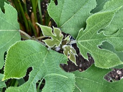 Broussonetia papyrifera