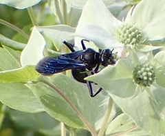Sphex pensylvanicus