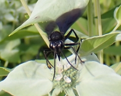 Sphex pensylvanicus