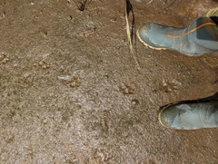 Canis lupus crassodon