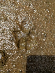 Canis lupus crassodon